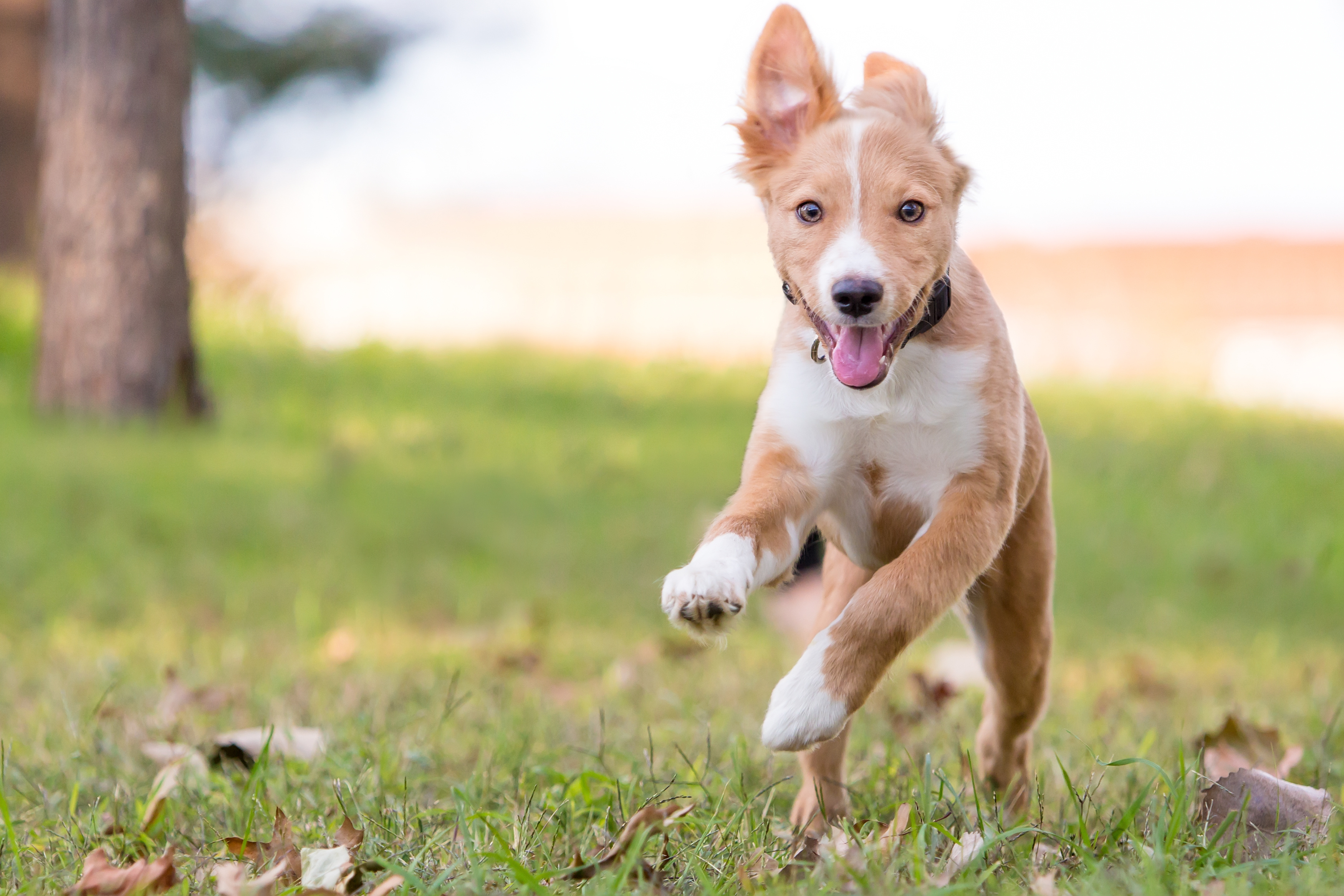 La femelle s'échappe pour rejoindre le chien mâle