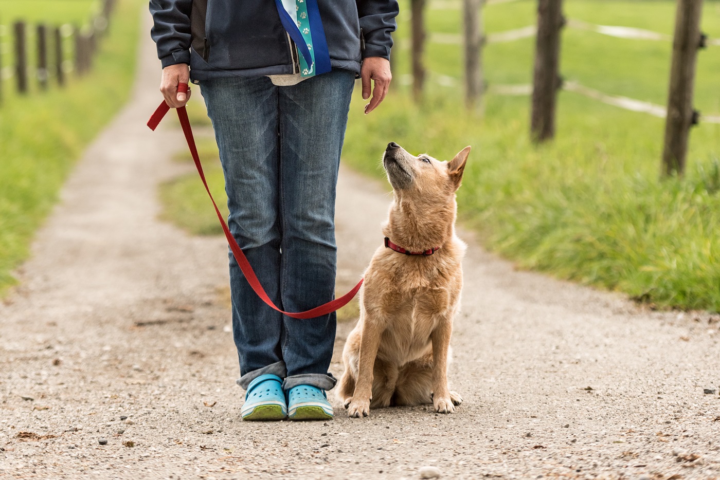 Un chien qui ne tire pas sur la laisse pendant la promenade