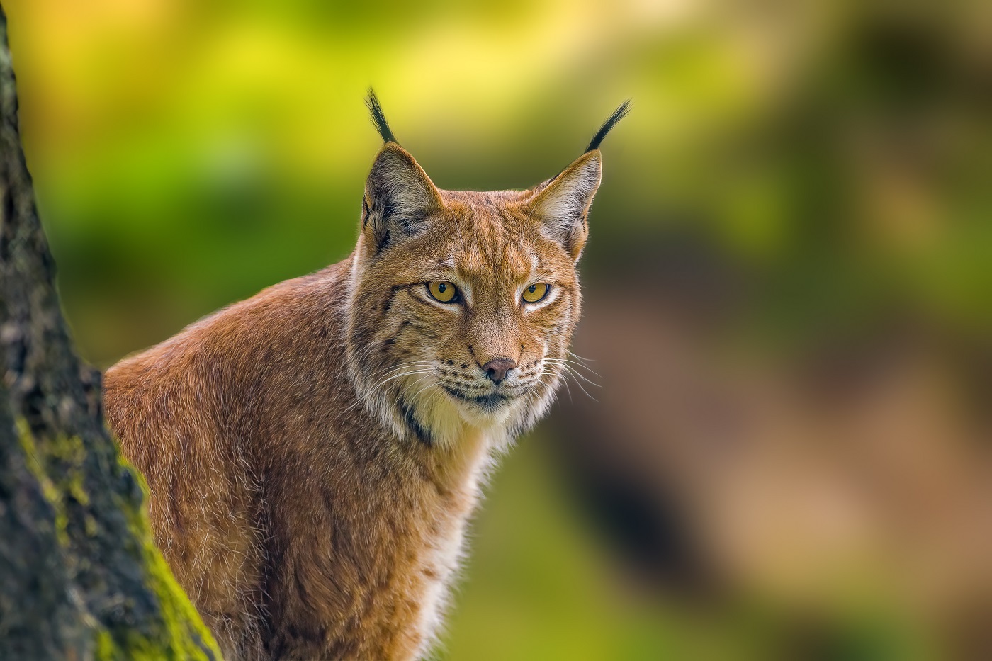 Un lynx avec pinceaux et favoris