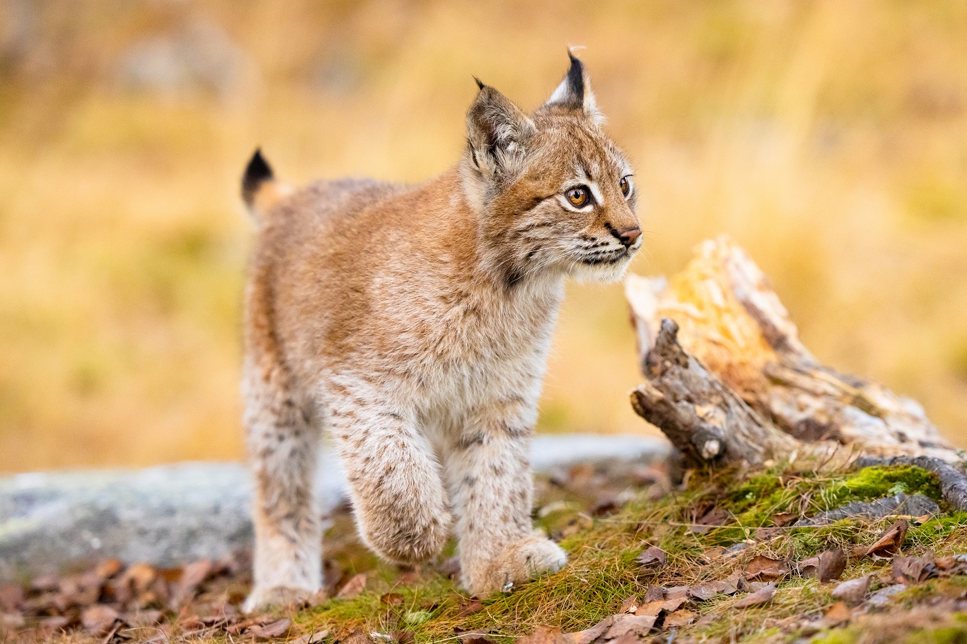 Un très jeune lynx