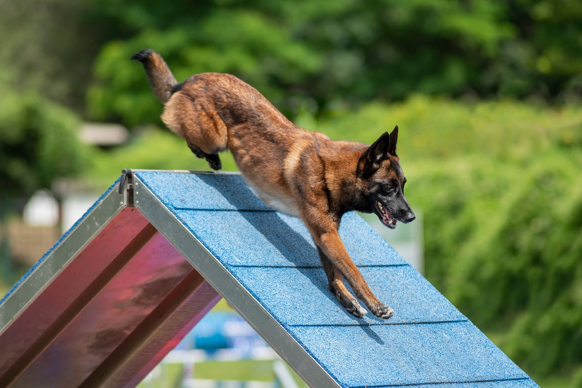 Le Berge Malinois a besoin de faire du sport