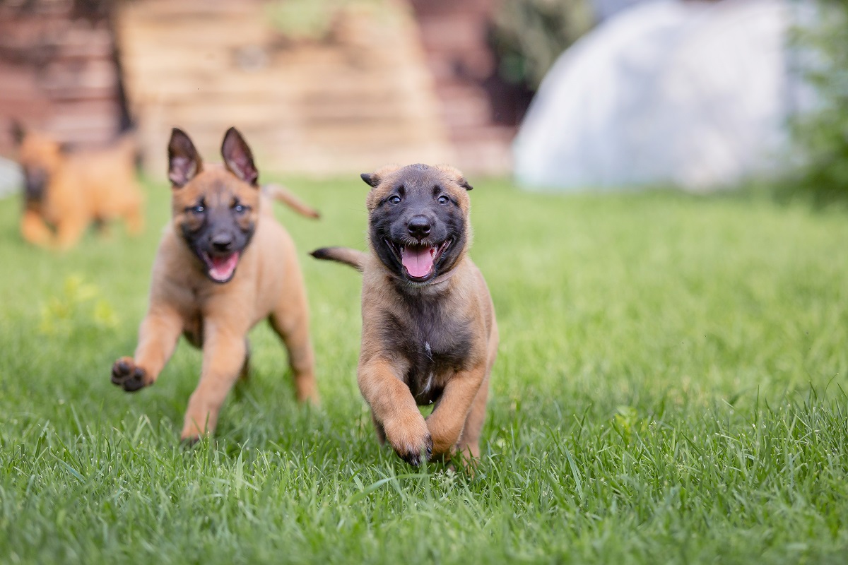 Des chiots Malinois