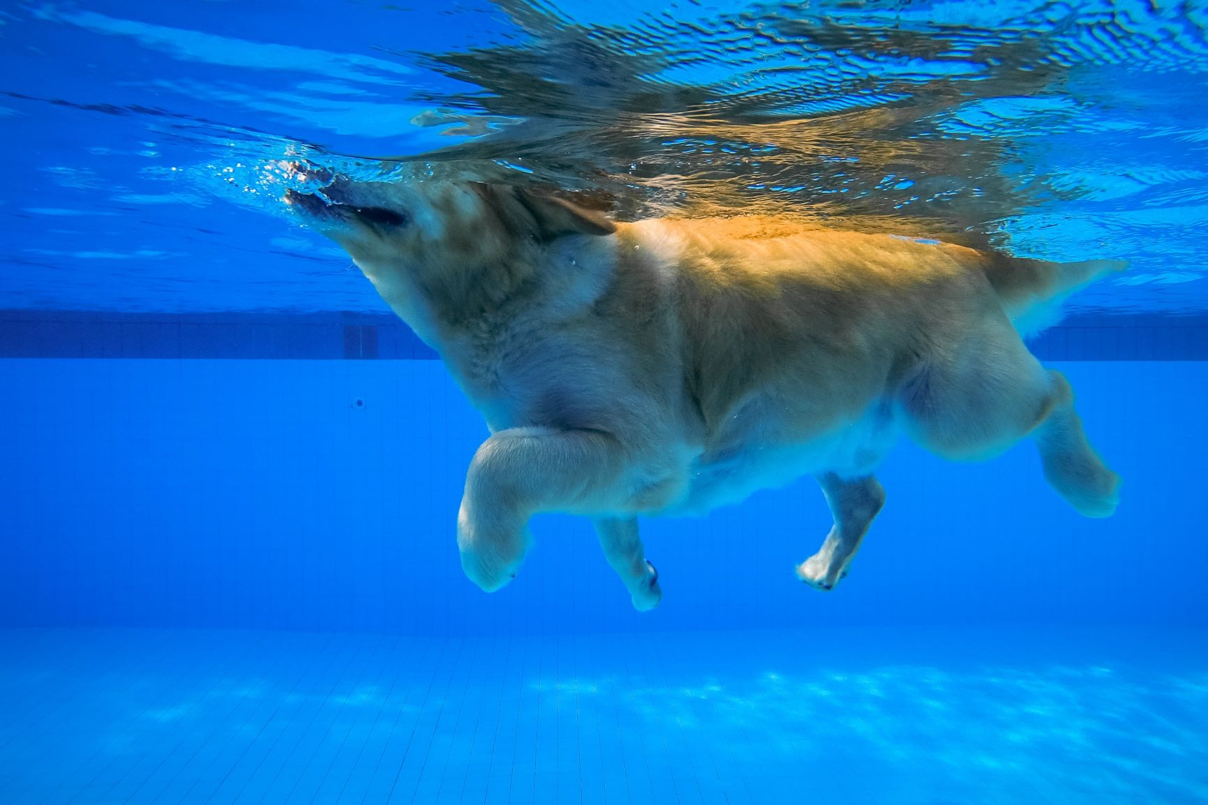 Un chien fait de la natation dans la piscine