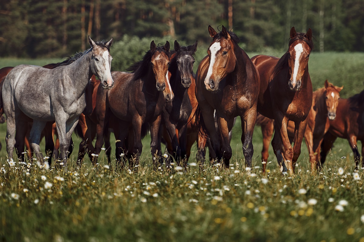 Vermifuge pour cheval complet : indispensable au pré