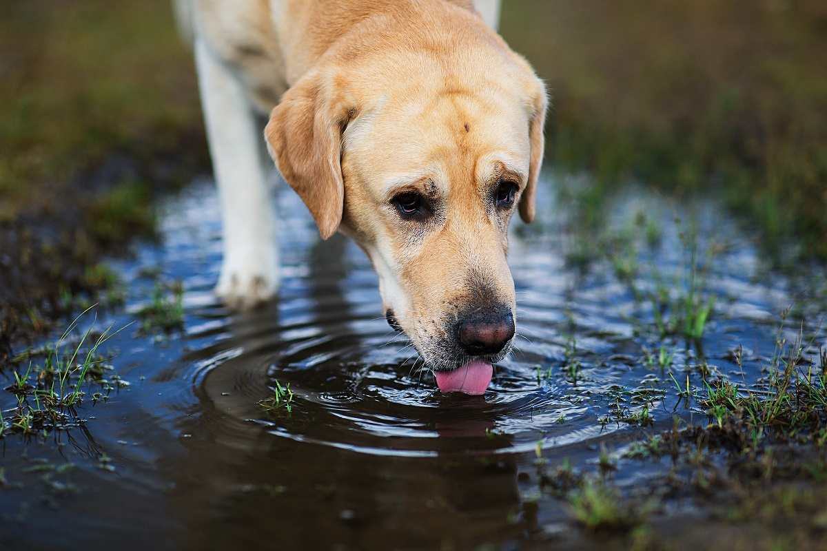 Eau non potable chien