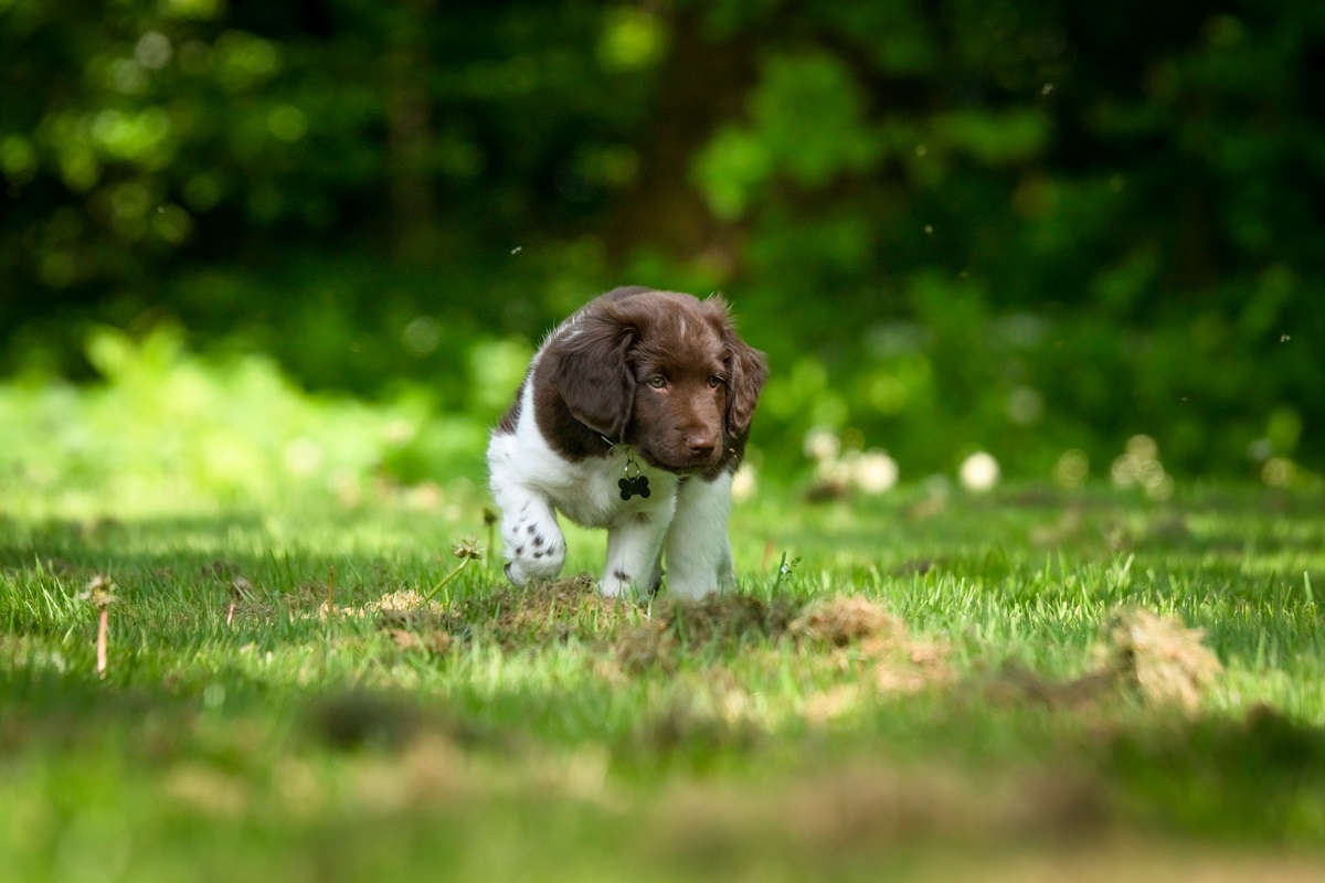 Un magnifique chiot Stabyhoun