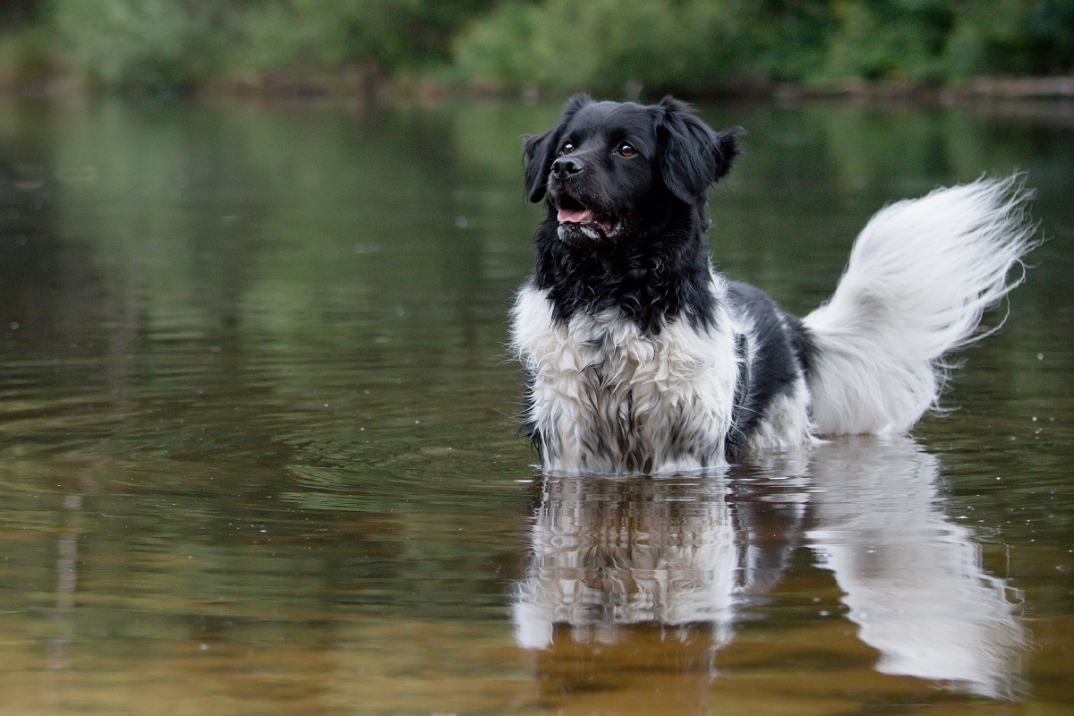 Chien Stabyhoun dans un lac