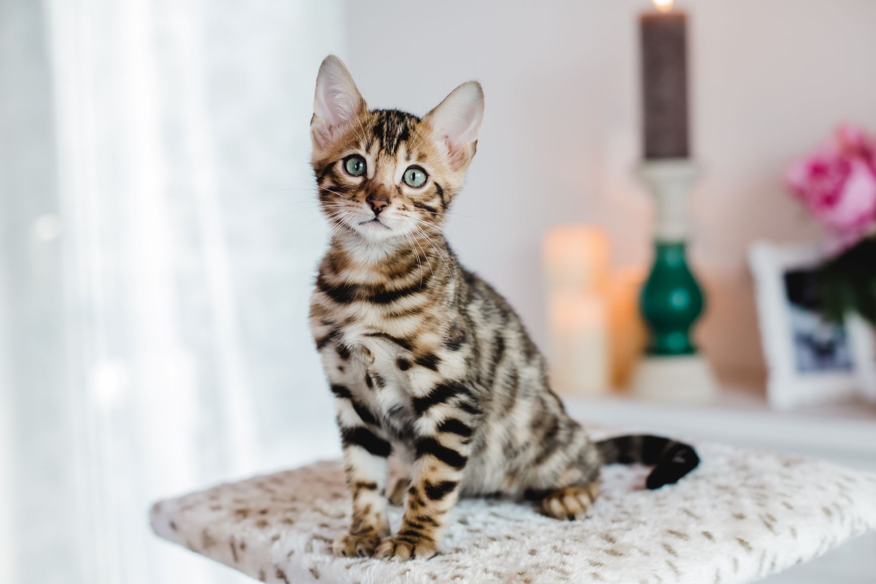 Chat le plus cher : le Bengal est un bon candidat