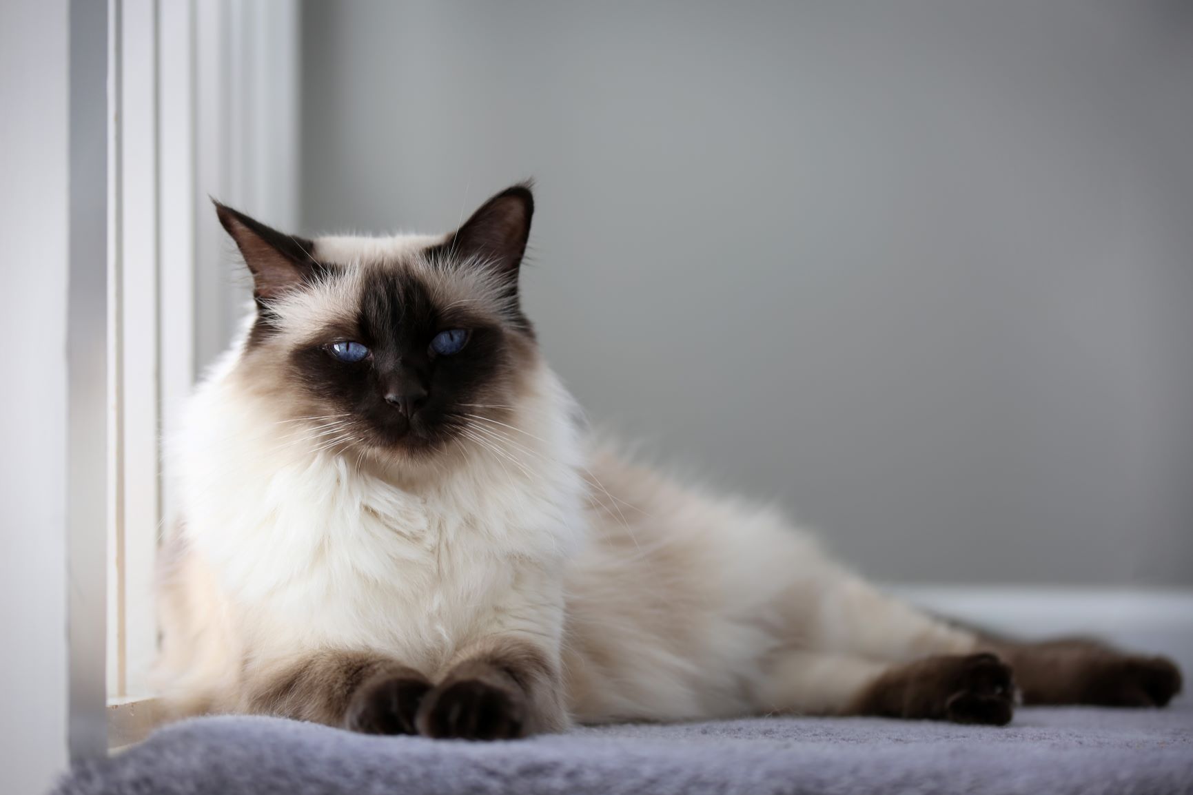 Ce n'est pas le chat le plus cher, mais le Balinais reste onéreux