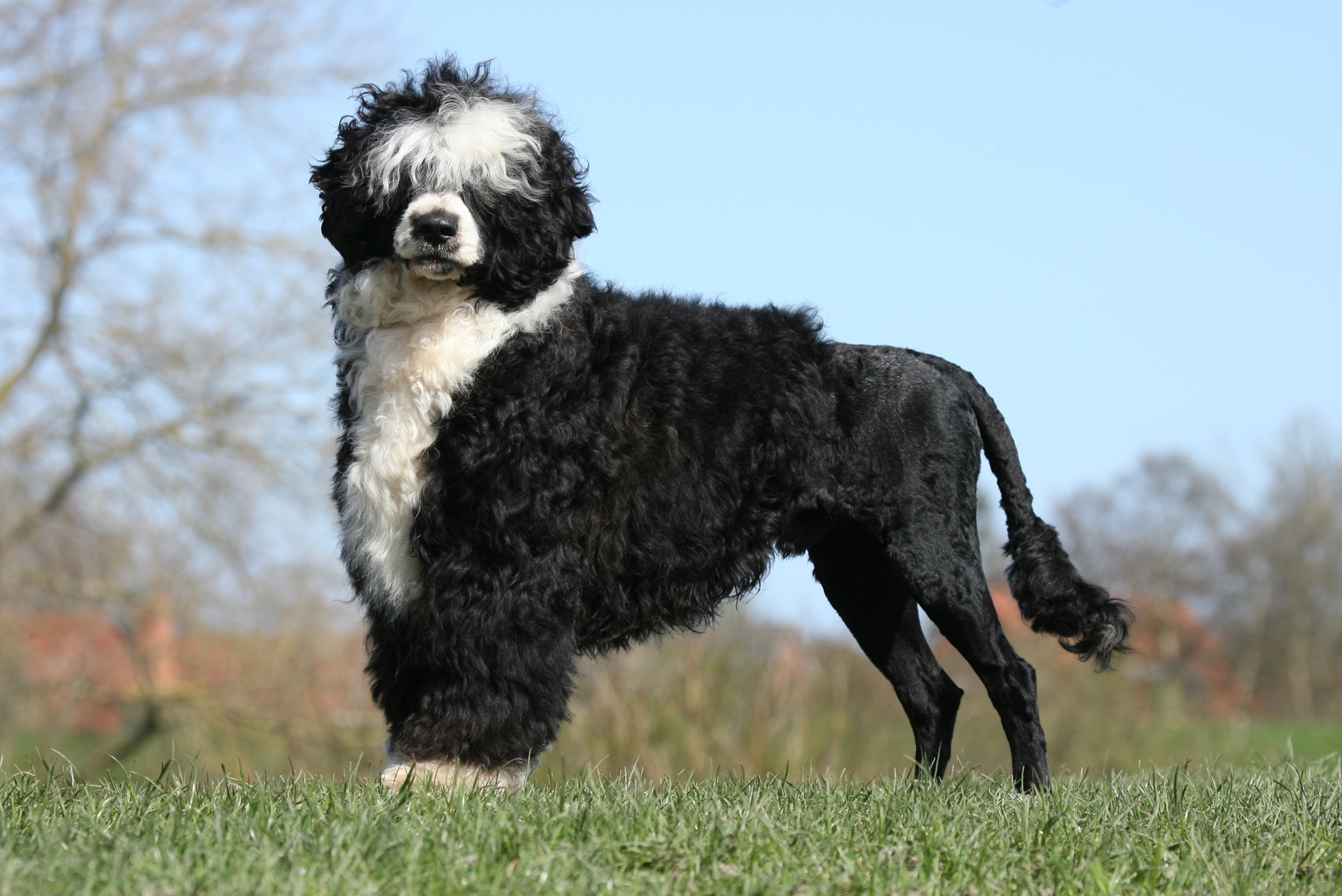 Chien d eau portugais toilettage sant caract re. Tout savoir