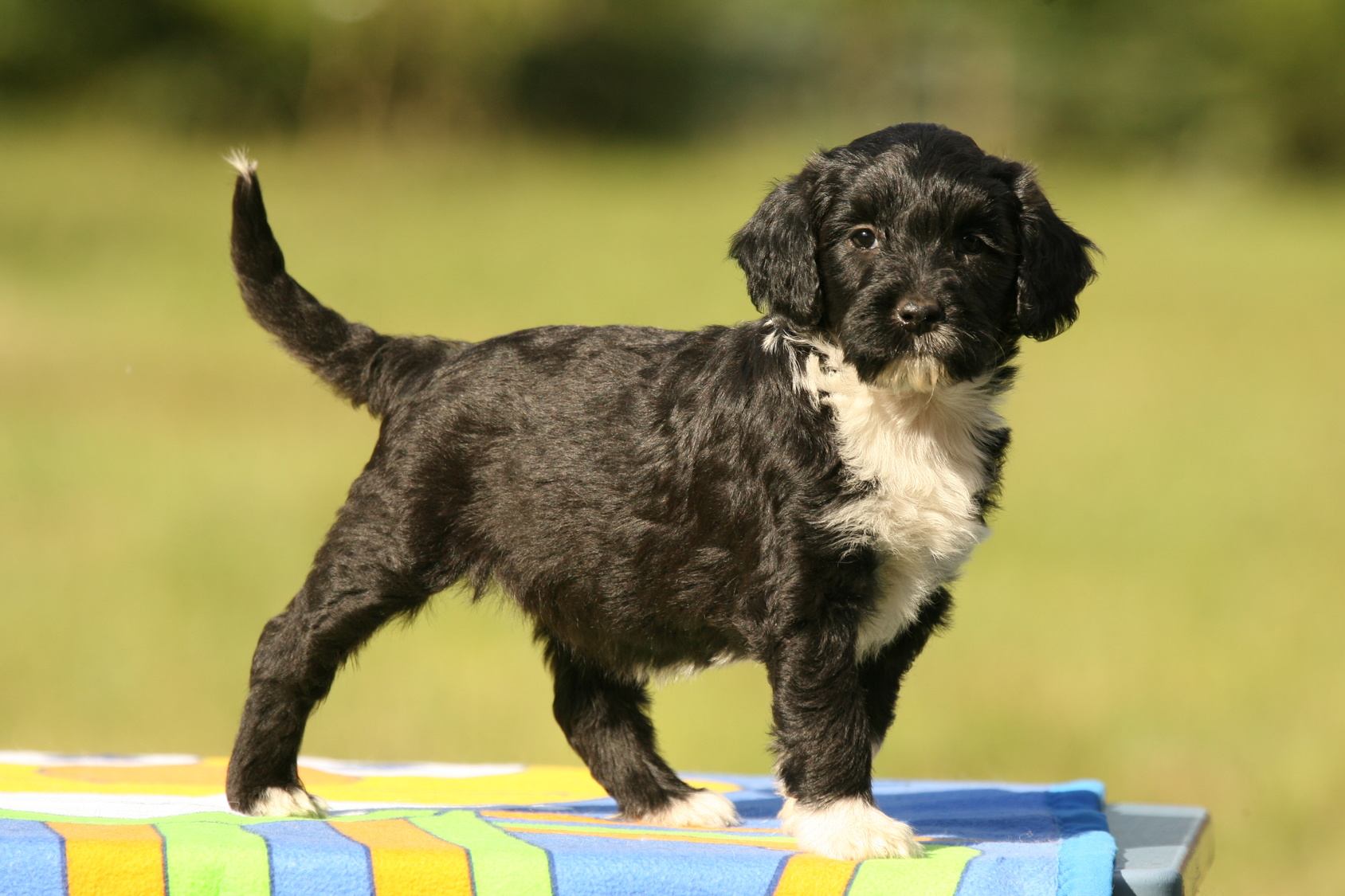 Un jeune chien d'eau portugais