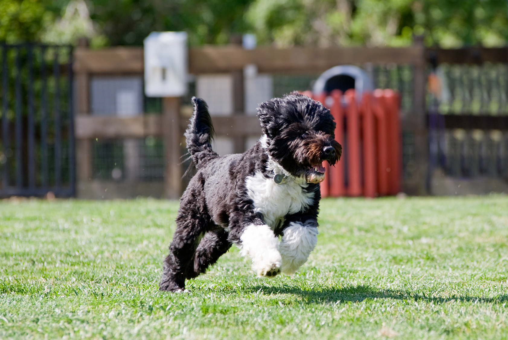 Un magnifique chien d'eau portugais en pleine course