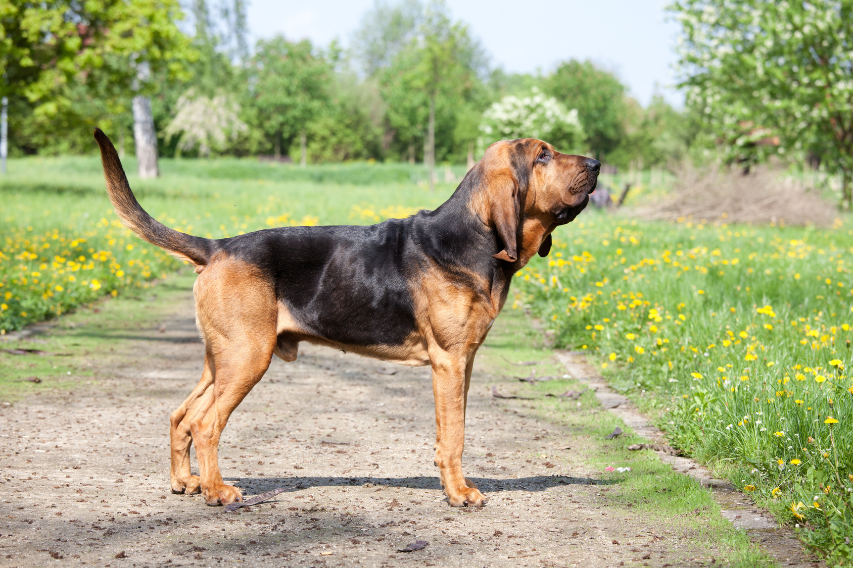 Chien de Saint Hubert caract re apparence particularit s sant