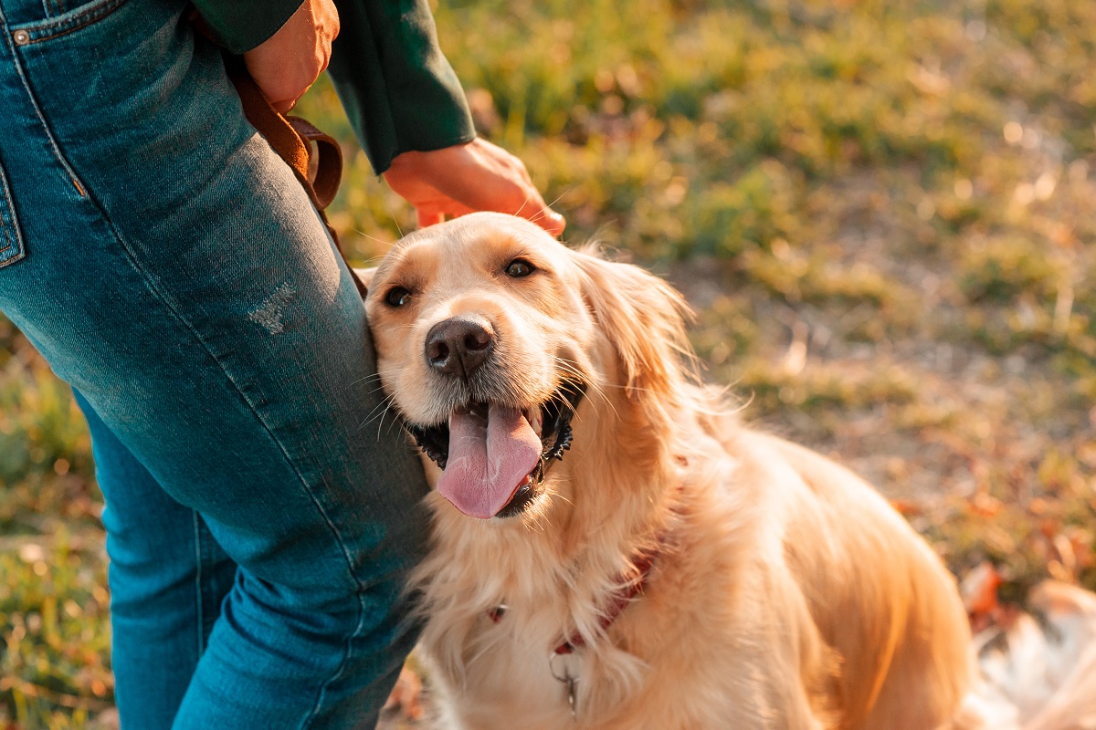 Les chiens ont-ils des sentiments ? Réponse scientifique