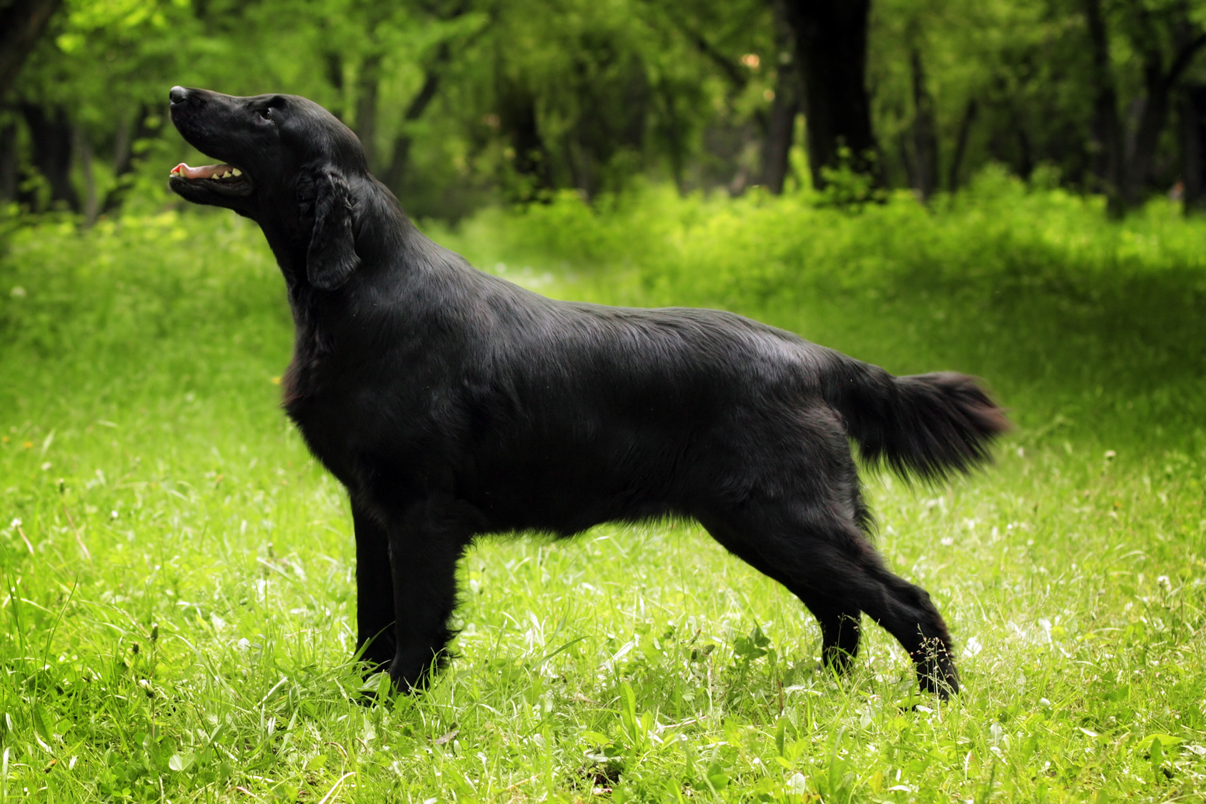 Flat coated retriever sant caract re apparence. Tout savoir