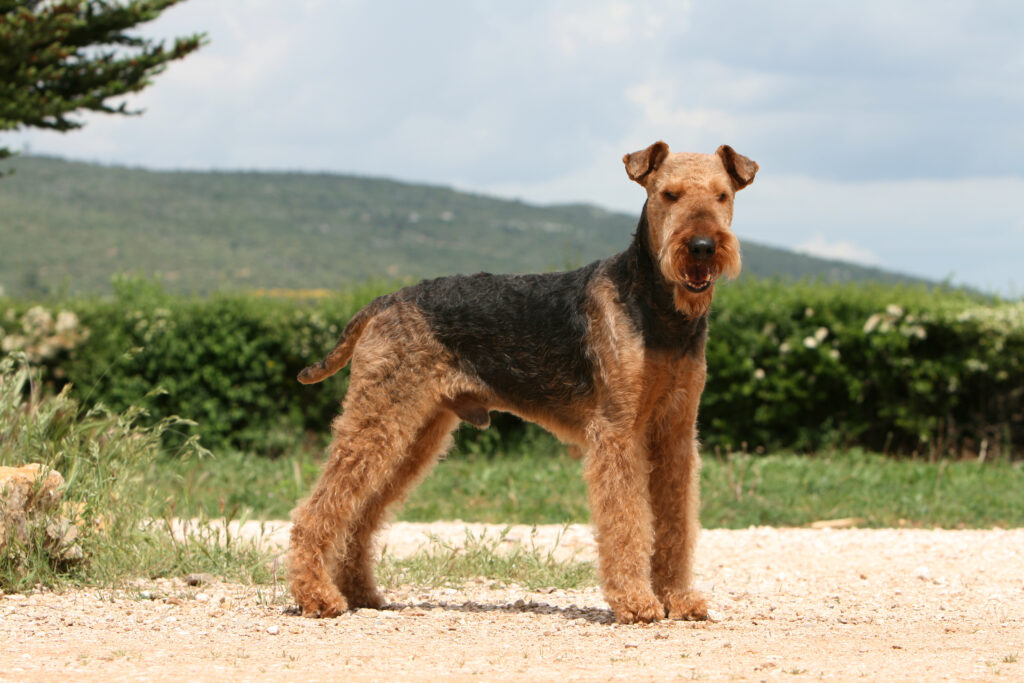 Chien airedale terrier fashion