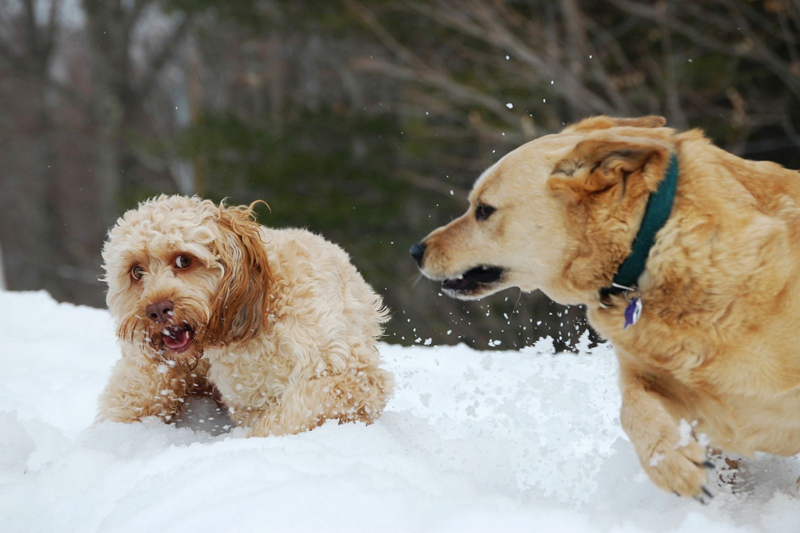 Chien agressif à cause de la cryptorchidie