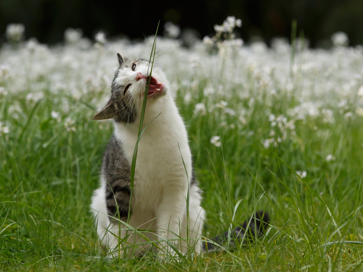 Un chat qui mange de l'herbe ne souffre pas forcément de Pica