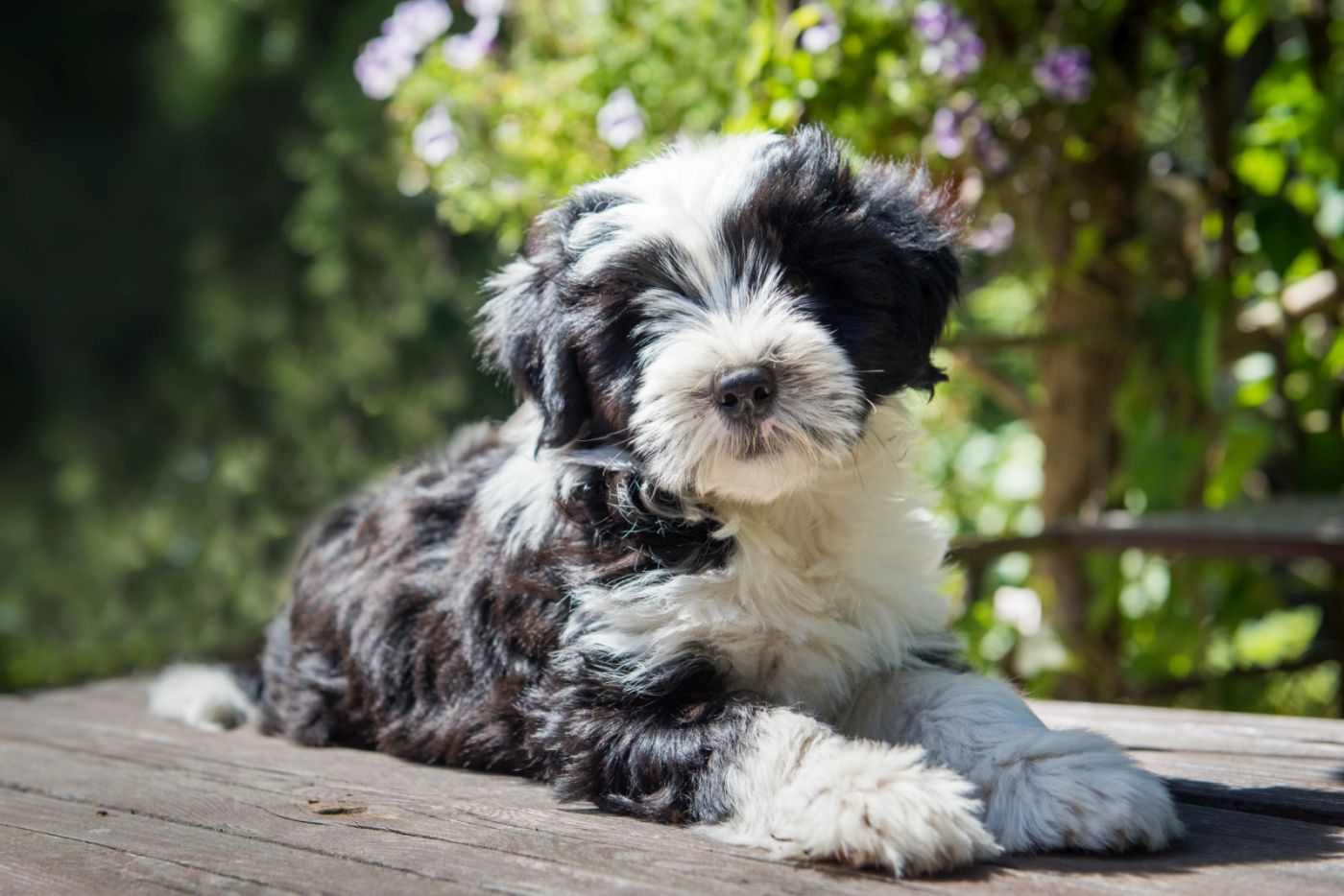 Un Terrier du Tibet noir et blanc