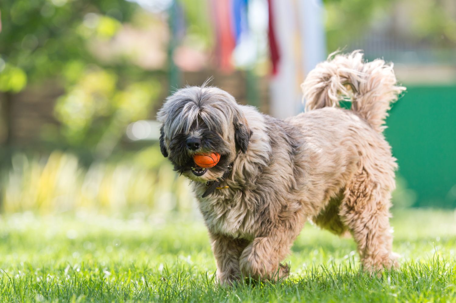 Un terrier du tibet joue avec un ballon