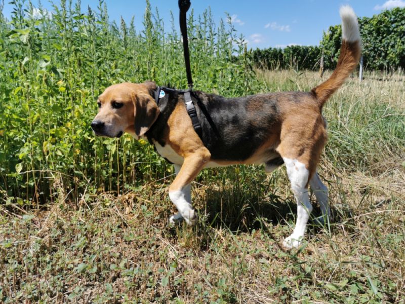 Un beagle harrier en promenade