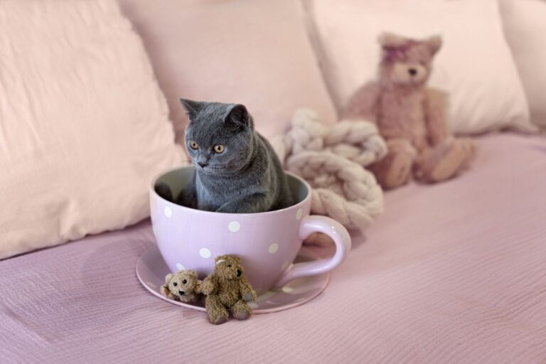 Un chat nain dans une tasse de café