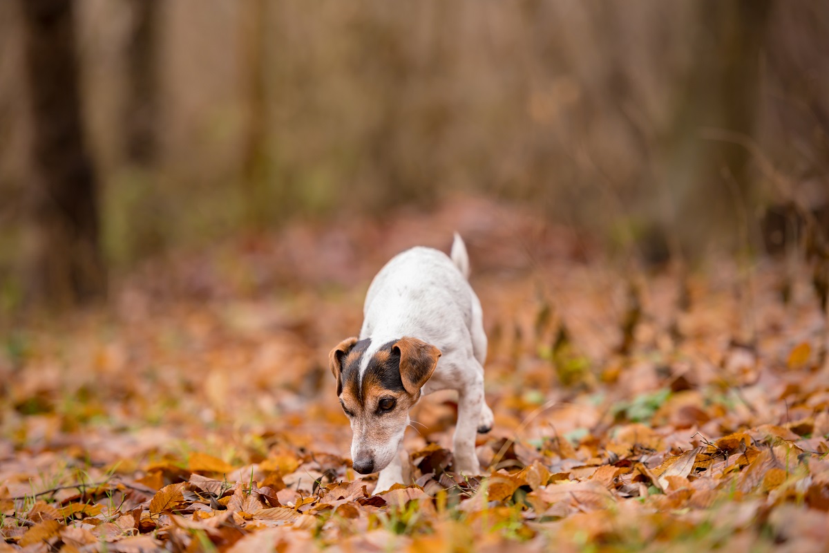 Attention en forêt : les glands sont toxiques pour les chiens