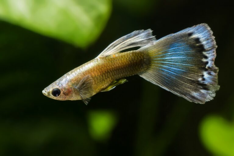 Un guppy couleur jaune