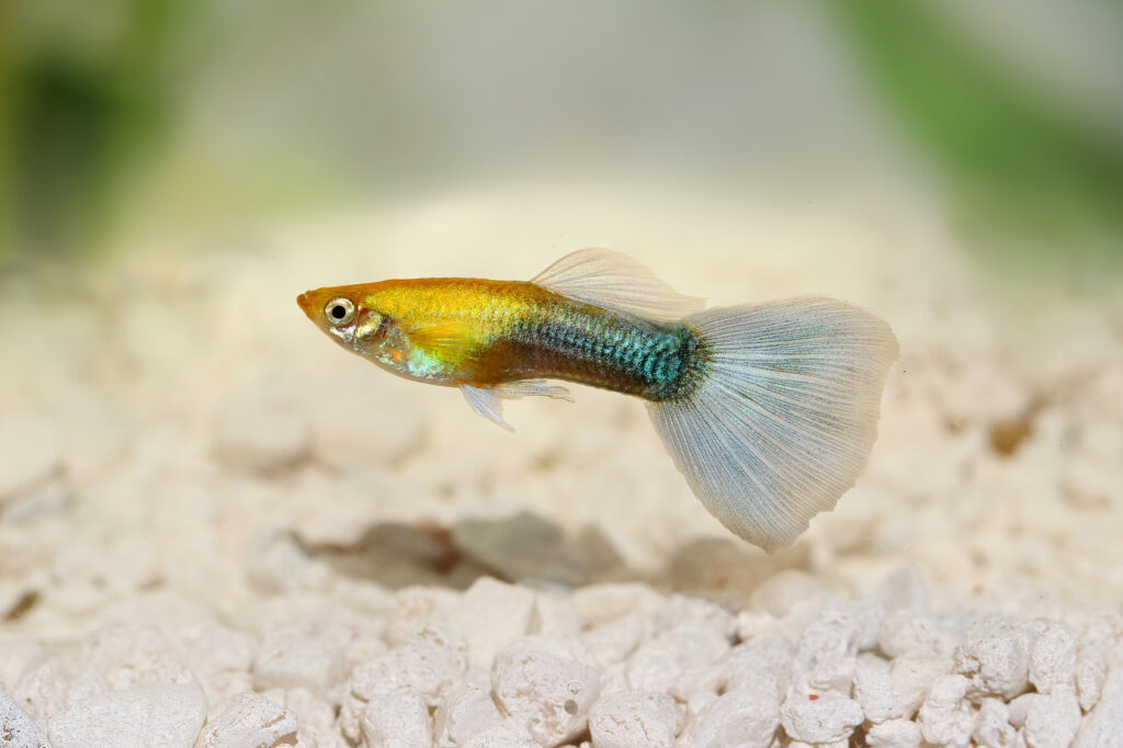 Un guppy nageant au fond de l'aquarium