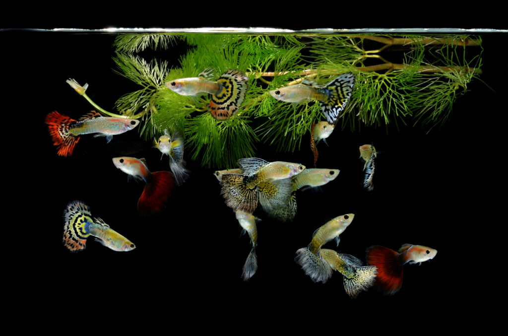 Des guppys en aquarium