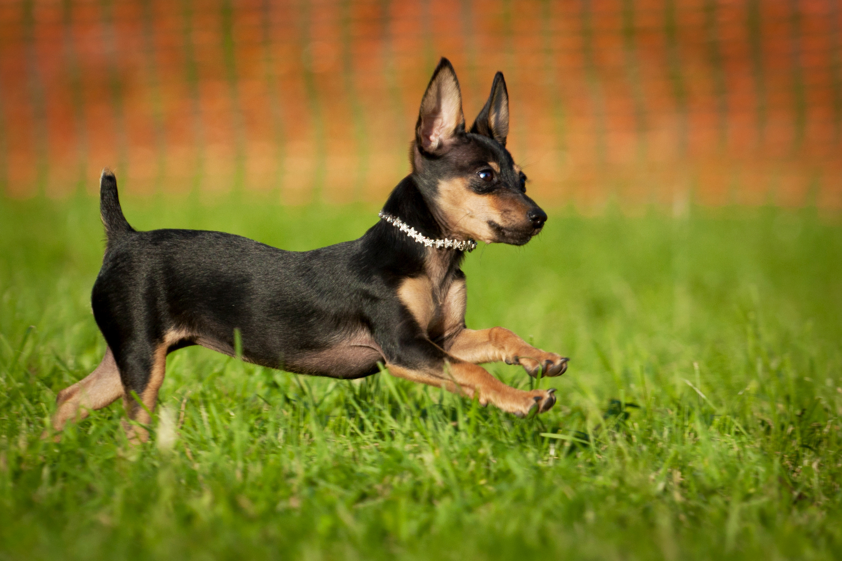 Un chiot ratier de Prague