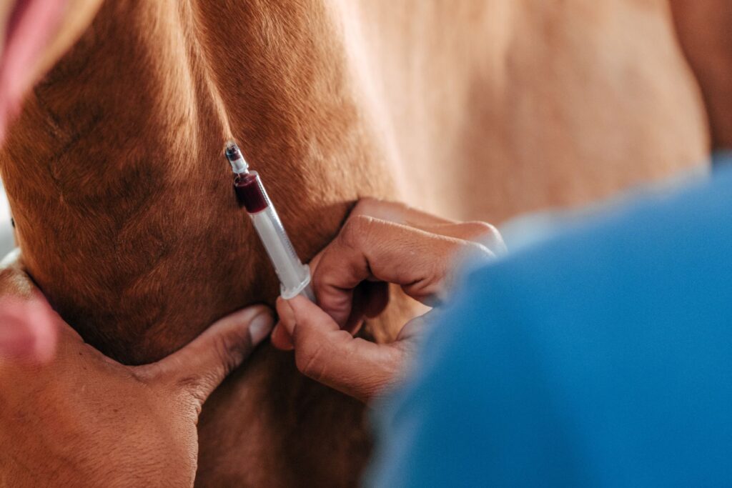 Le shivering chez le cheval peut-être diagnostiqué par prise de sang