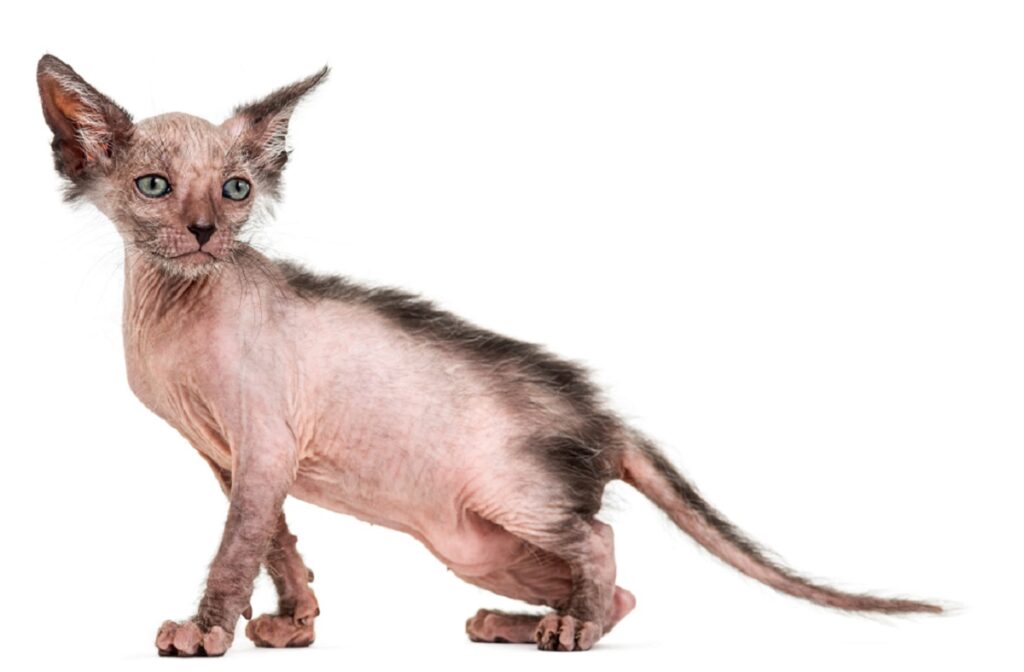 Le Lykoi est un chat presque entièrement dépourvu de poils