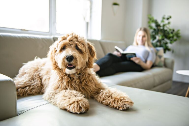 Un chien croisé Labradoodle