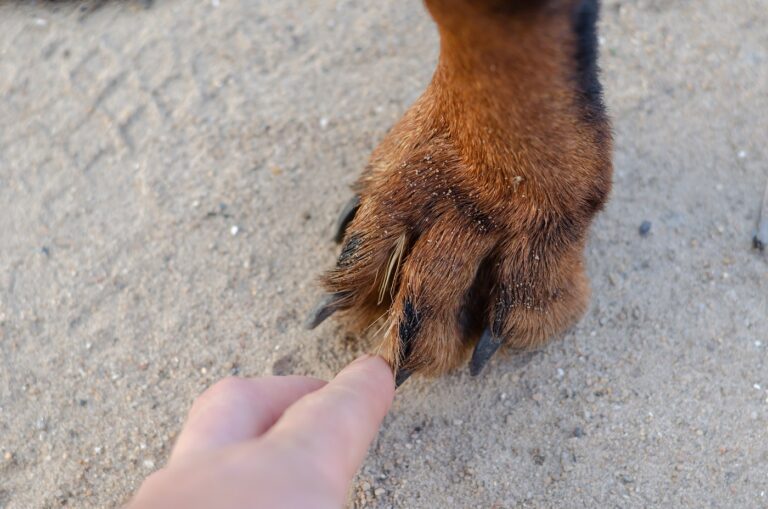 Les épillets peuvent se prendre dans les pattes du chien