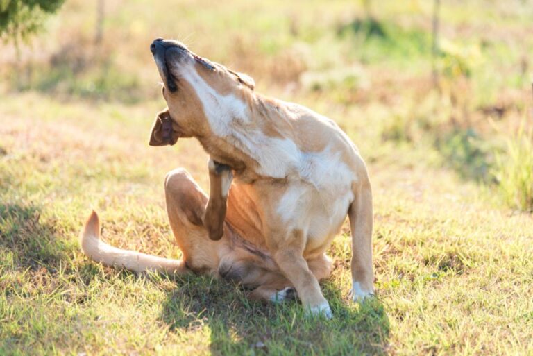 La gale chez le chien provoque des irritations importantes