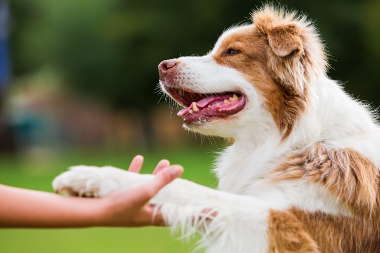 Un chien qui donne la patte