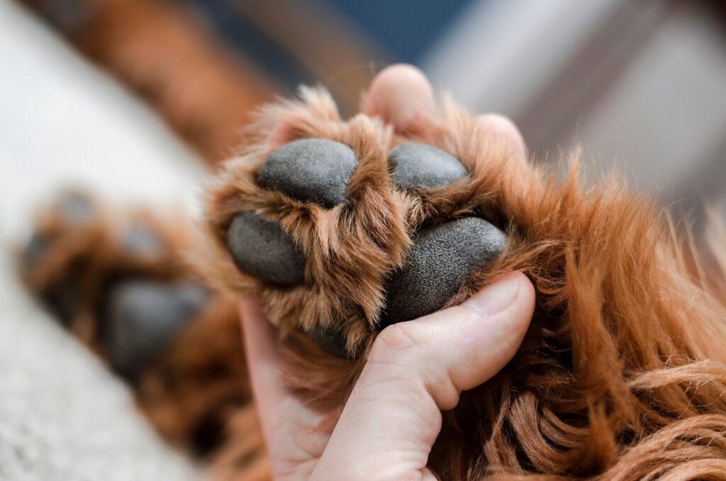 Patte de chien et ses coussinets