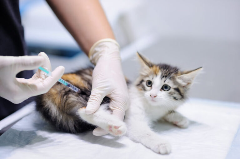 Rage chez le chat : la vaccination est la seule solution