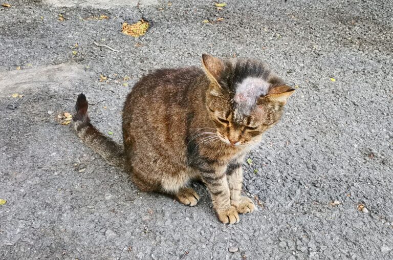 Un chat avec de la teigne à la tête