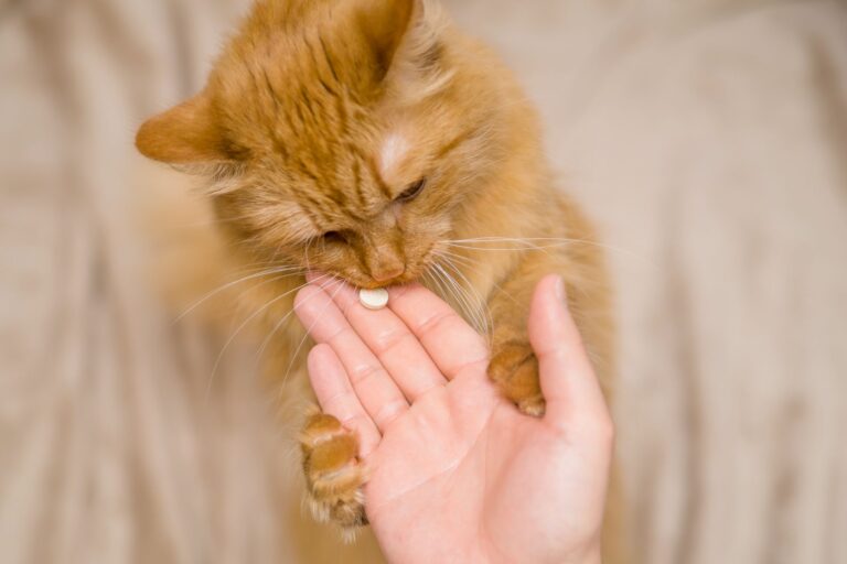 Un chat s'apprête à ingérer un antidouleur