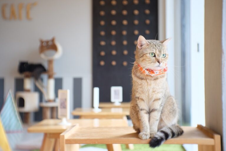 Intérieur d'un bar à chat