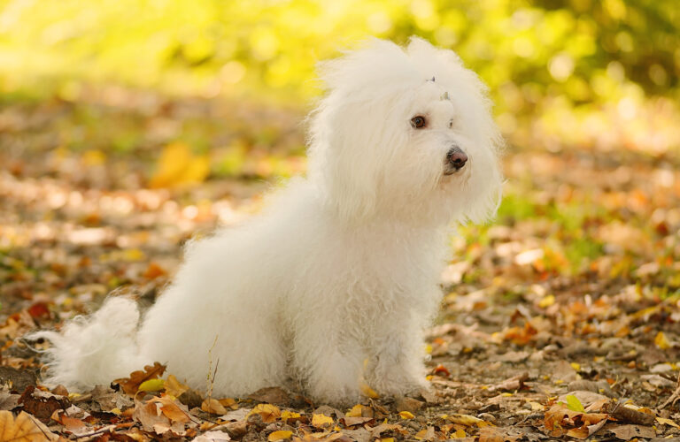 Bichon Bolonais : magnifique spécimen en automne