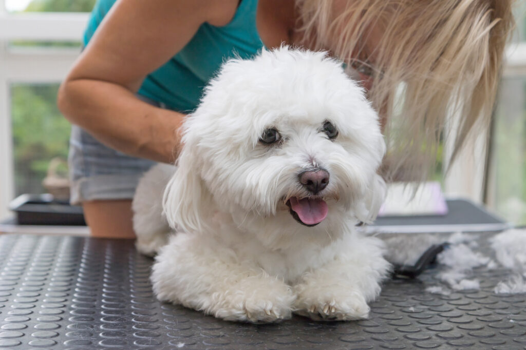 Un bichon bolonais en train d'être tondu