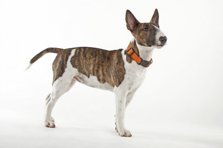 Un Bull Terrier miniature avec collier orange