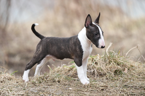 Un chiot Bull Terrier miniature