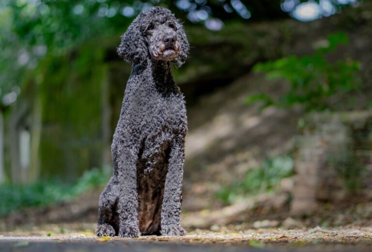 Un caniche royal noir.