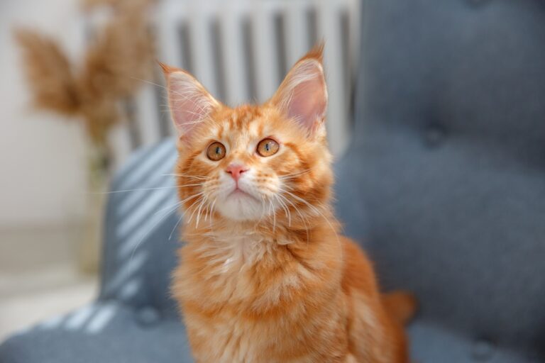 Un chaton roux qui ressemble au célèbre chat Garfield