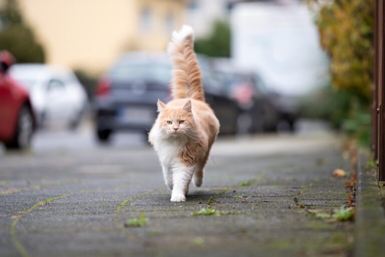 Un chat en liberté peut être écrasé par une voiture