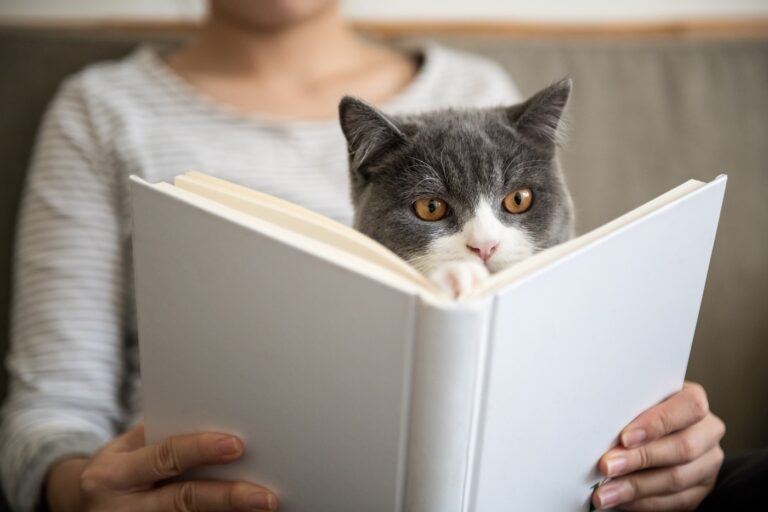 Un chat lit une citation